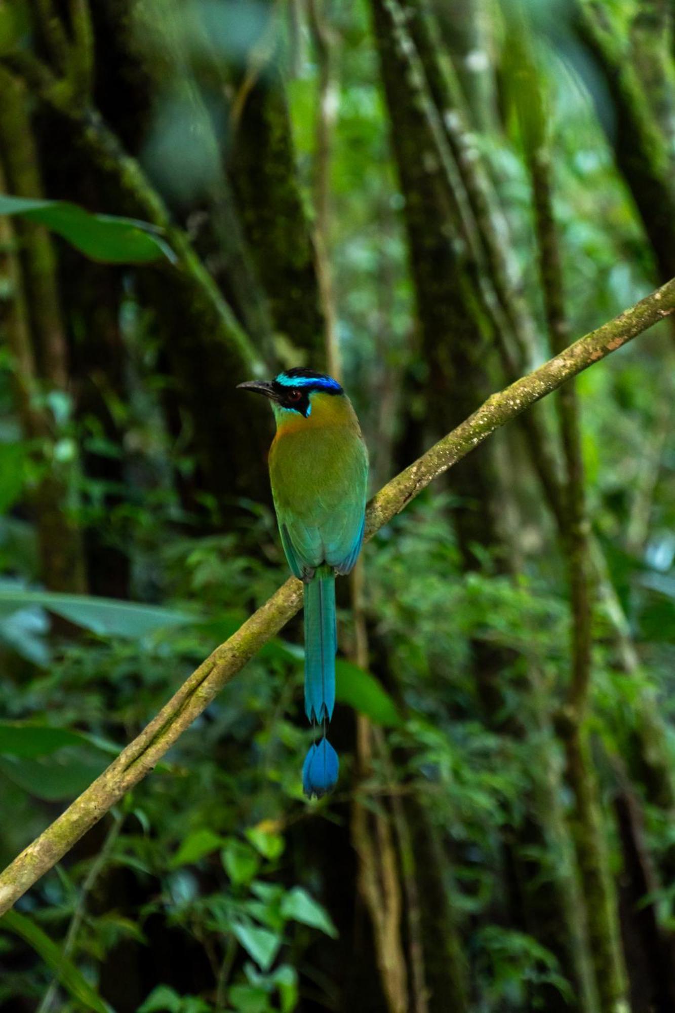 Koora Monteverde A Cloud Forest Hotel By Sandglass Екстериор снимка