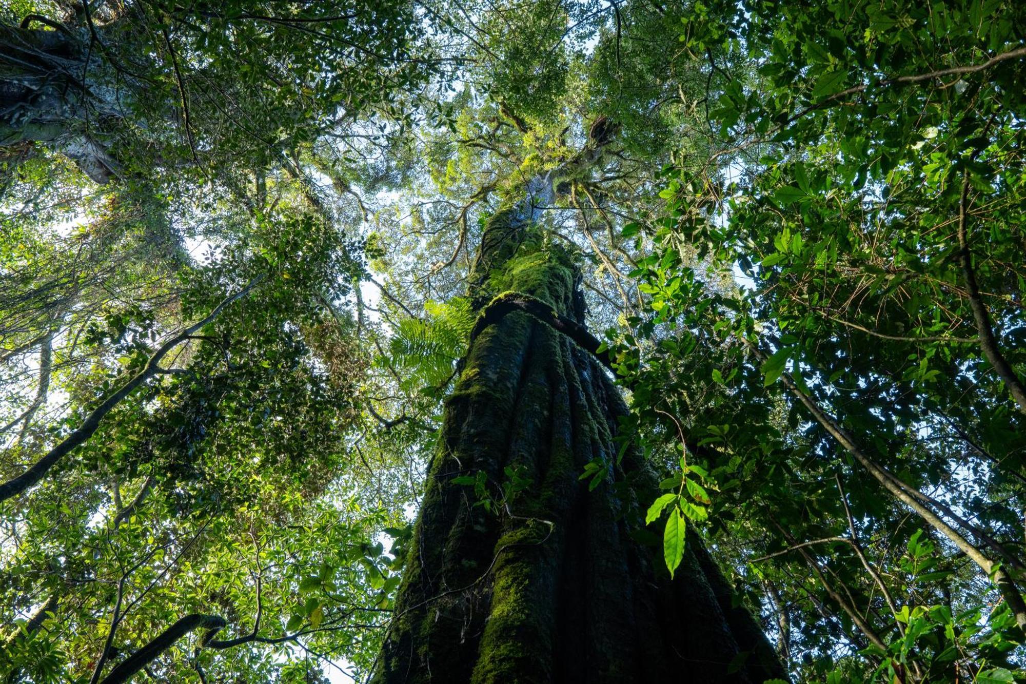 Koora Monteverde A Cloud Forest Hotel By Sandglass Екстериор снимка